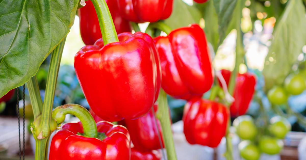 урожай перцев