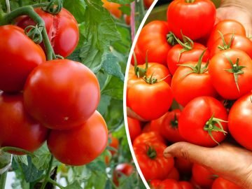 урожай помидоров