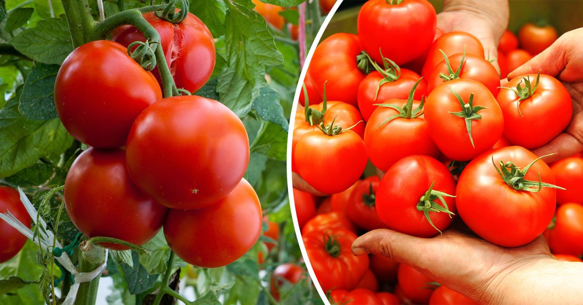 урожай помидоров