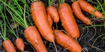 вернуть упругость моркови