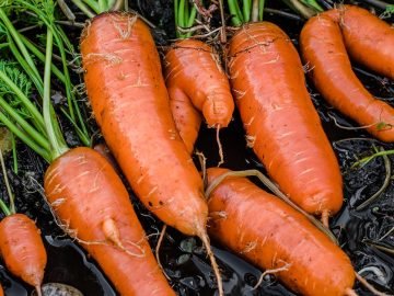 вернуть упругость моркови