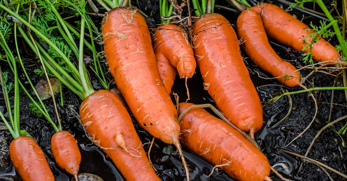 вернуть упругость моркови