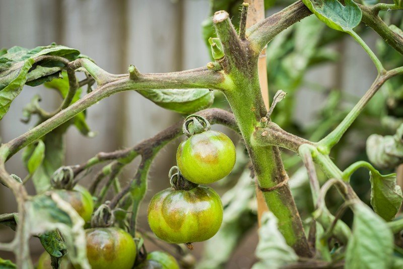 Como hacer plantel de tomateras