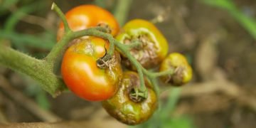 вершинная гниль