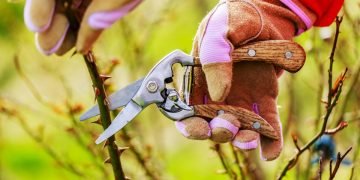 Весенние работы в саду