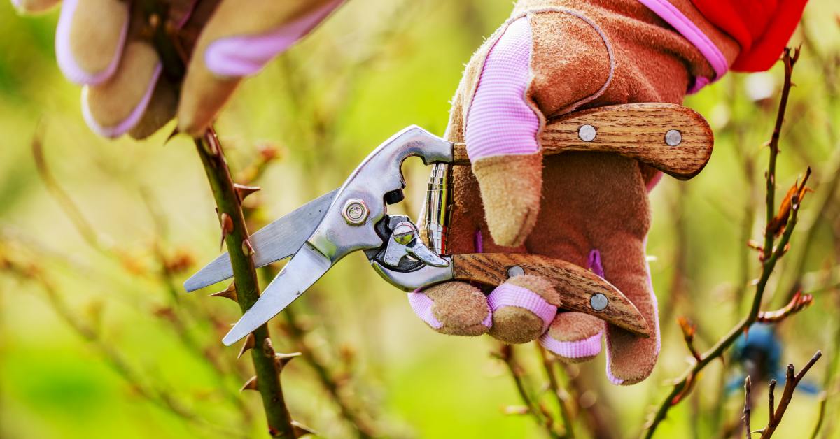 Весенние работы в саду