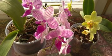 Виды орхидей