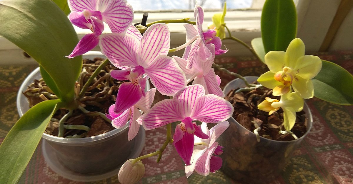 Виды орхидей