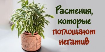 Влияние комнатных растений