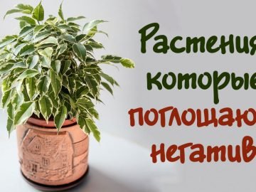 Влияние комнатных растений