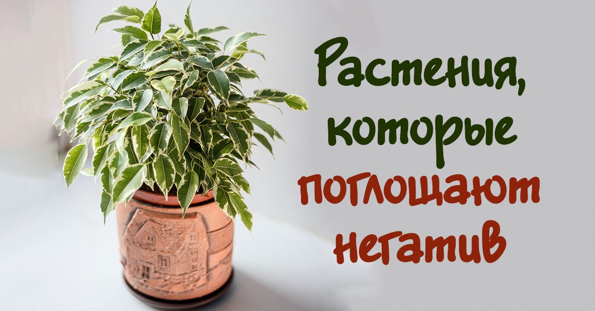 Влияние комнатных растений