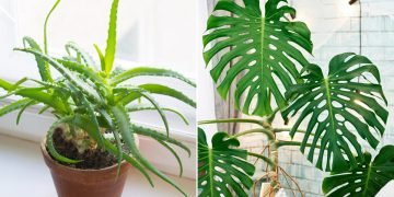 Вредные растения для человека