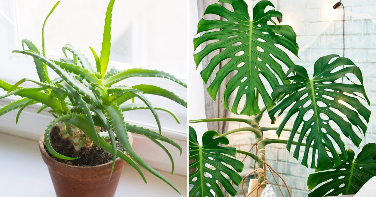 Вредные растения для человека