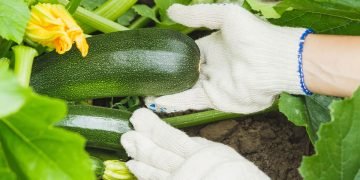 выращивание кабачков