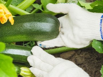 выращивание кабачков