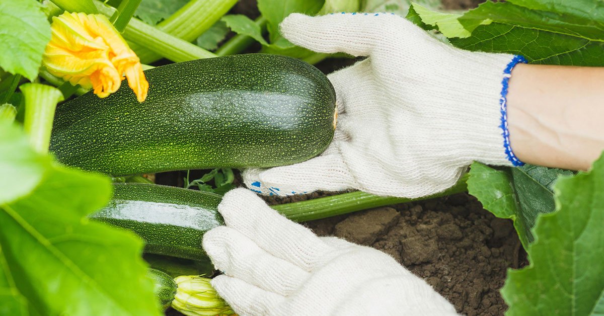 выращивание кабачков