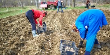 выращивание картофеля