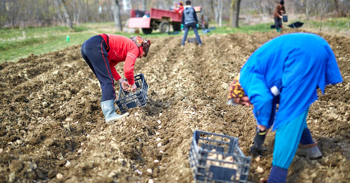 выращивание картофеля