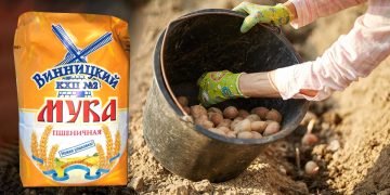 выращивание картошки