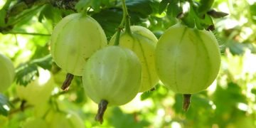 выращивание крыжовника