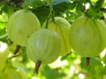 выращивание крыжовника