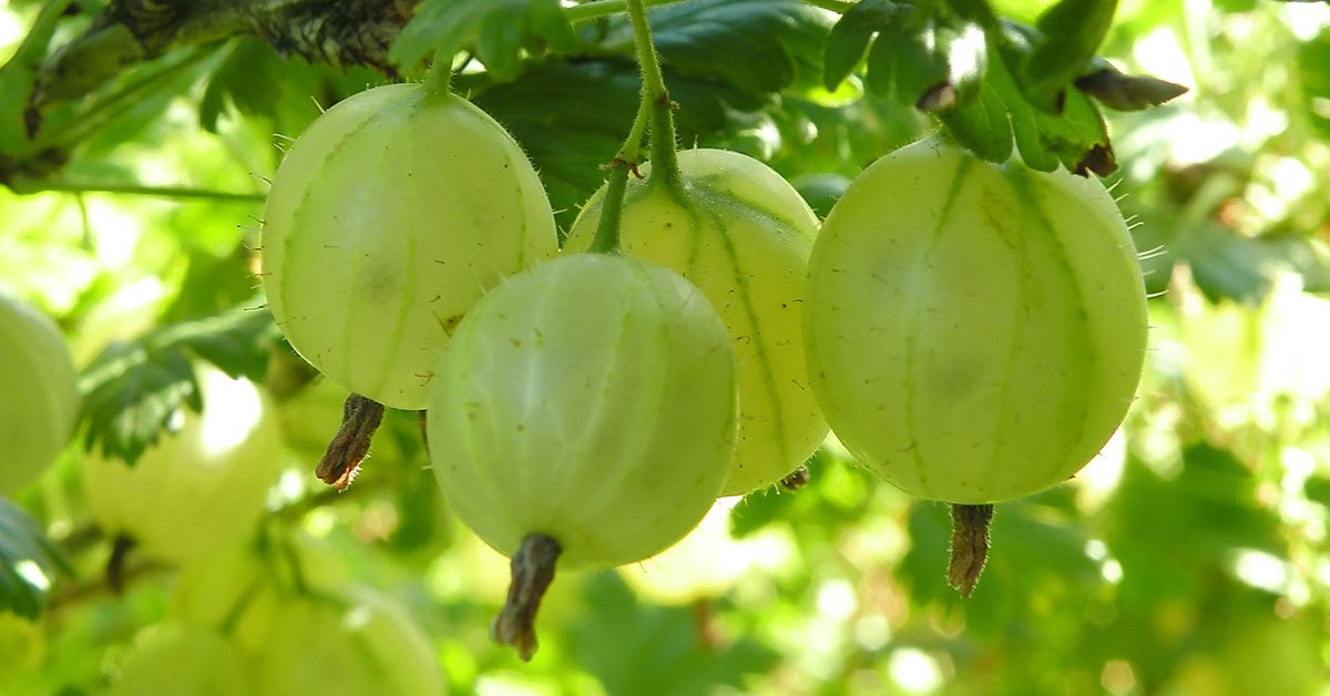 выращивание крыжовника