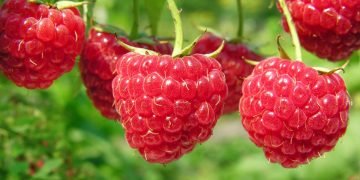 выращивание малины