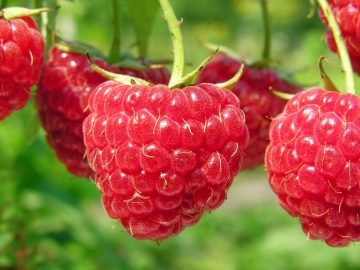 выращивание малины