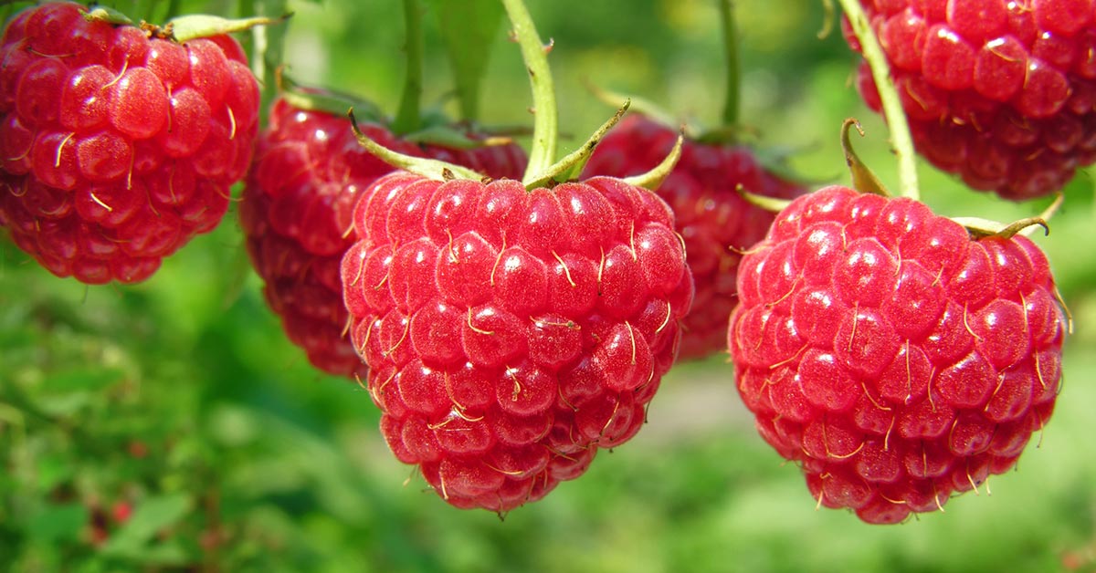 выращивание малины