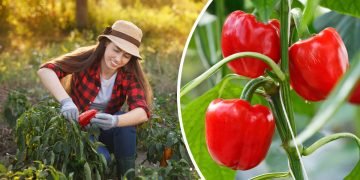 выращивание перца