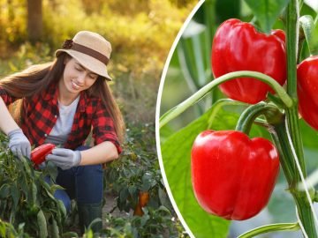 выращивание перца