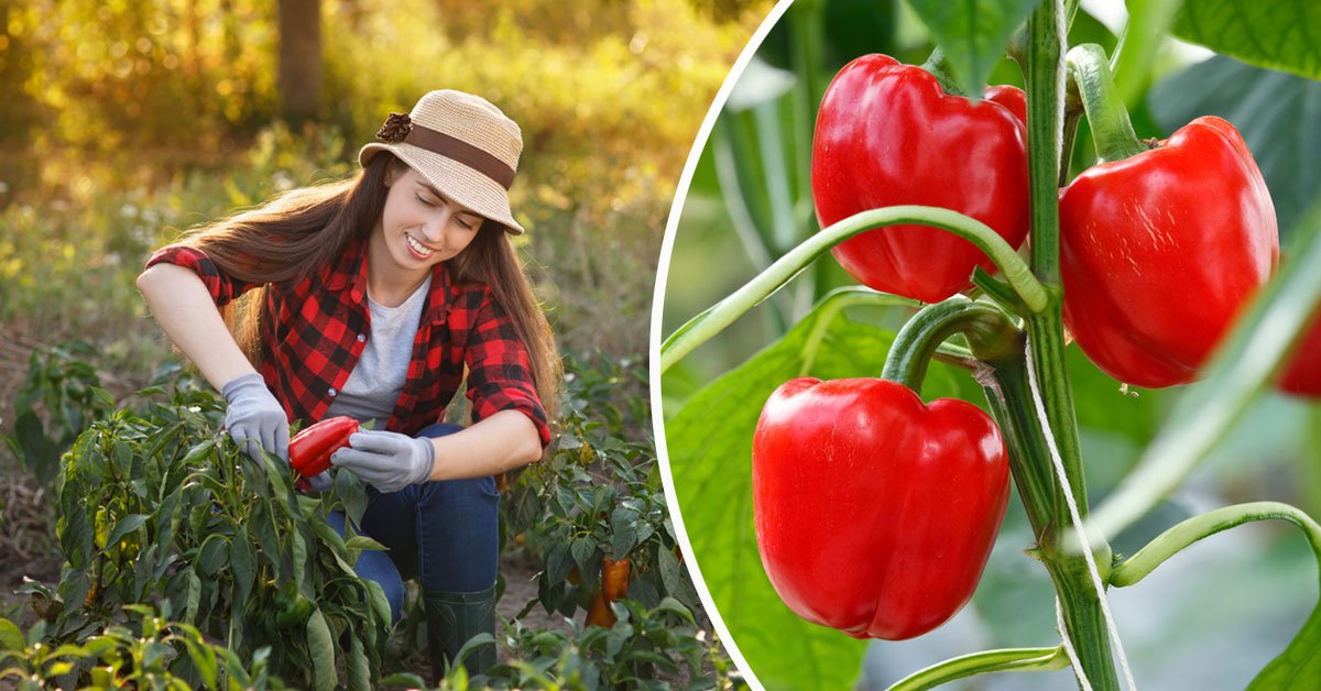 выращивание перца