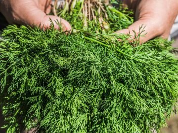 выращивание укропа