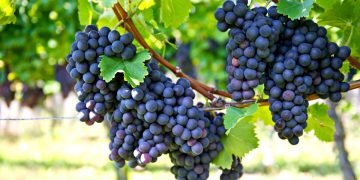 Выращивание винограда