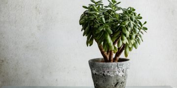 Вырастить домашнее растение