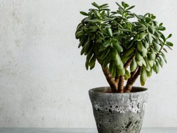 Вырастить домашнее растение