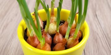 Зелень на балконе