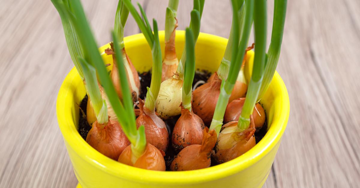 Зелень на балконе