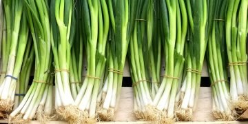 зеленый лук