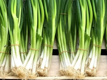 зеленый лук