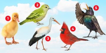 женский психологический тест