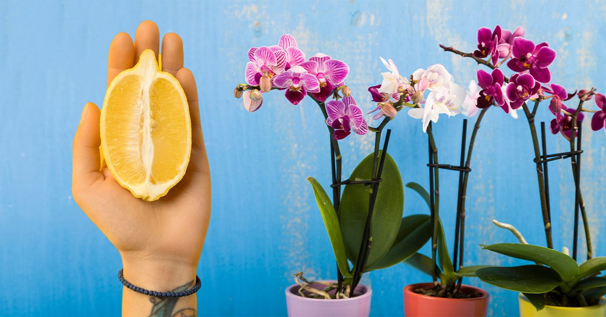 Жидкое удобрение для орхидей