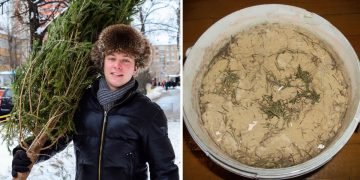 Живая елка в квартире