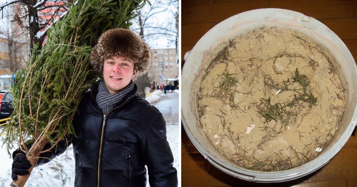 Живая елка в квартире