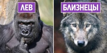 Животные по знаку зодиака