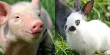 Животные-талисманы