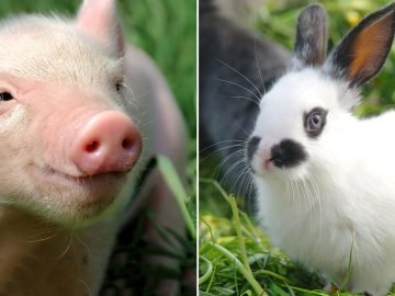 Животные-талисманы