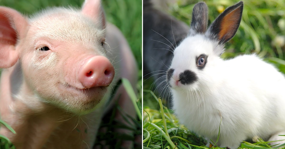 Животные-талисманы